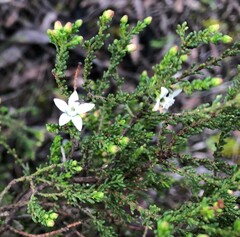 Philotheca angustifolia