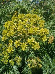Molopospermum peloponnesiacum