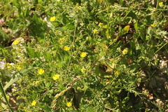 Potentilla argentea