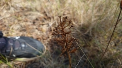 Anacamptis pyramidalis