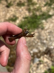 Cambarus polypilosus