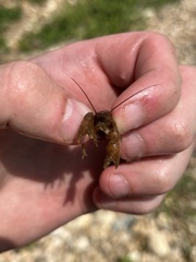 Cambarus polypilosus