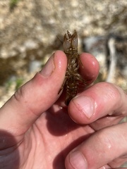 Cambarus polypilosus