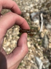 Cambarus polypilosus