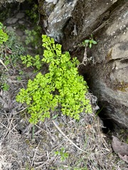 Cryptogramma brunoniana