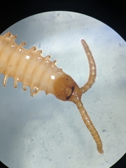 Geophilus electricus