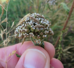 Coleophora argentula
