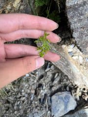 Cryptogramma brunoniana