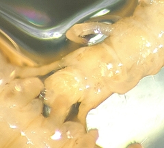 Geophilus electricus