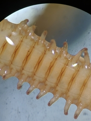 Geophilus electricus