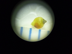 Rhynchospora globularis