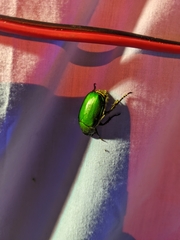 Anomala albopilosa albopilosa