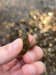 Cambarus polypilosus