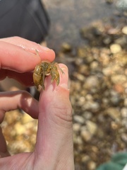 Cambarus polypilosus