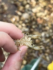 Cambarus polypilosus