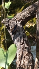 Satyramoeba hetrusca