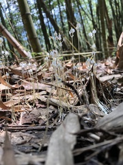 Burmannia nepalensis