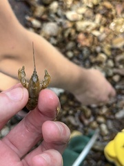 Cambarus polypilosus