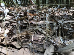 Burmannia nepalensis