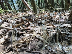 Burmannia nepalensis