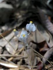 Burmannia nepalensis