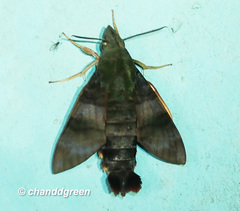 Macroglossum corythus