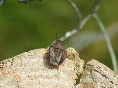 Sciocoris umbrinus