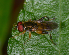 Chalcosyrphus metallicus