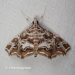 Paracymoriza vagalis