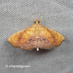Hyalobathra micralis