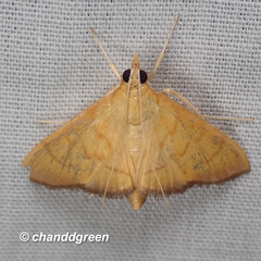 Ecpyrrhorrhoe puralis