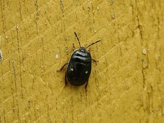Adomerus biguttatus