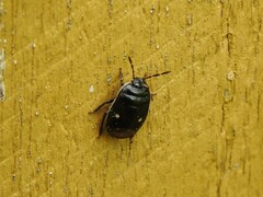 Adomerus biguttatus