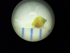 Rhynchospora globularis