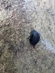 Eusilpha japonica