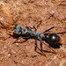 Australian Jumper Ant - Photo (c) Reiner Richter, some rights reserved (CC BY-NC-SA), uploaded by Reiner Richter