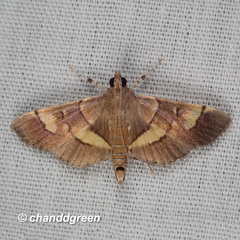 Syngamia falsidicalis