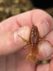 Cambarus polypilosus