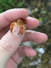 Cambarus polypilosus