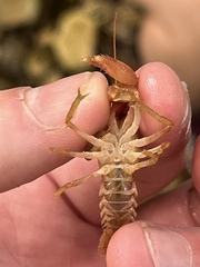 Cambarus polypilosus