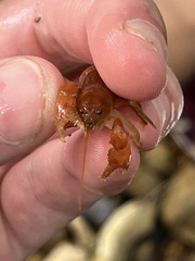 Cambarus polypilosus