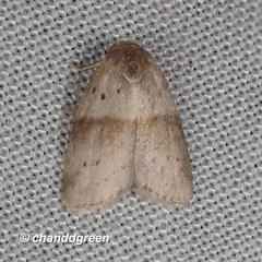 Stictane rectilinea chinesica