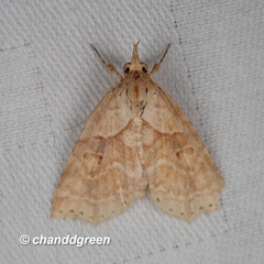 Olulis puncticinctalis