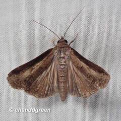 Lophoptera squammigera