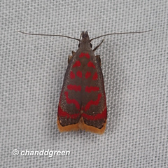 Dichomeris sandycitis