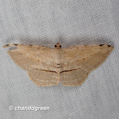 Calletaera dentata