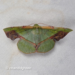 Fascellina plagiata