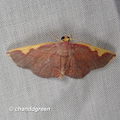 Nothomiza flavicosta