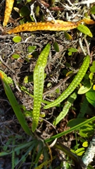 Microgramma lycopodioides