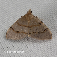 Chrioloba perpusilla